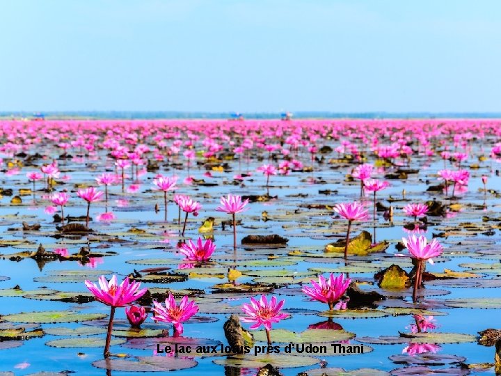 Le lac aux lotus près d’Udon Thani 