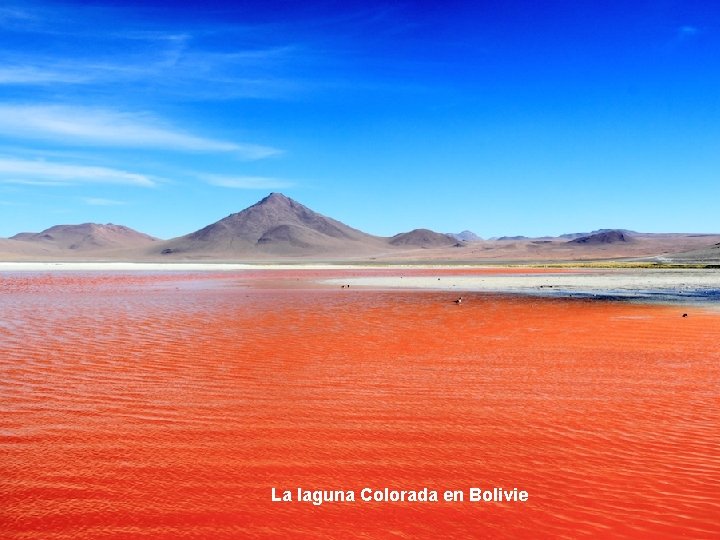 La laguna Colorada en Bolivie 