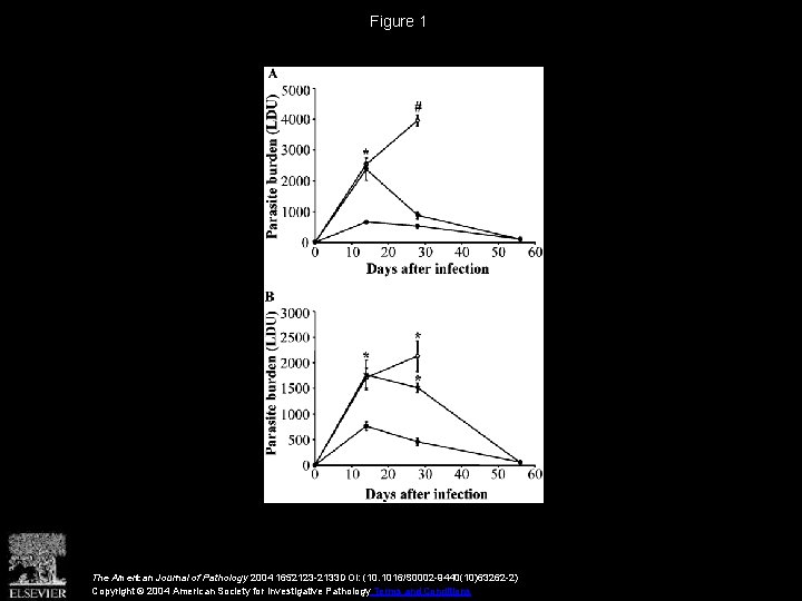 Figure 1 The American Journal of Pathology 2004 1652123 -2133 DOI: (10. 1016/S 0002