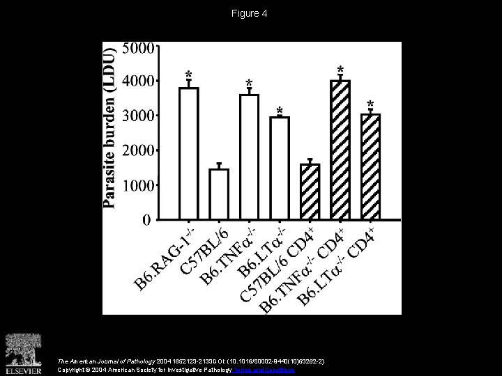 Figure 4 The American Journal of Pathology 2004 1652123 -2133 DOI: (10. 1016/S 0002