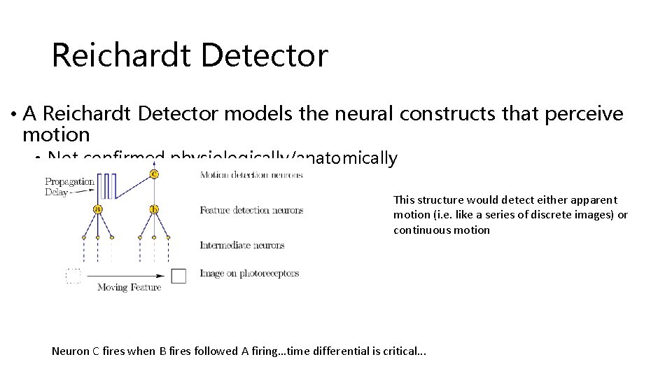 Reichardt Detector • A Reichardt Detector models the neural constructs that perceive motion •