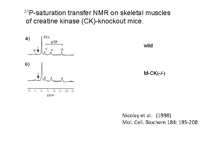 31 P-saturation transfer NMR on skeletal muscles of creatine kinase (CK)-knockout mice. wild M-CK(-/-)