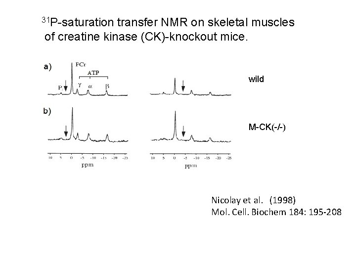 31 P-saturation transfer NMR on skeletal muscles of creatine kinase (CK)-knockout mice. wild M-CK(-/-)