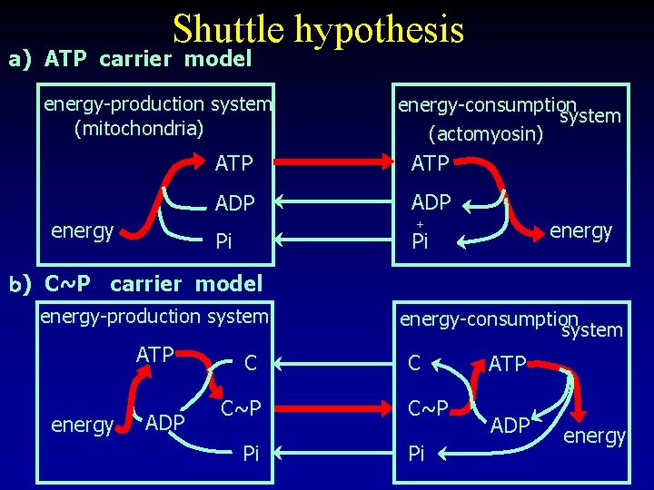 Shuttle hypothesis a) ATP carrier model energy-production system (mitochondria) energy-consumption system (actomyosin) ATP ADP