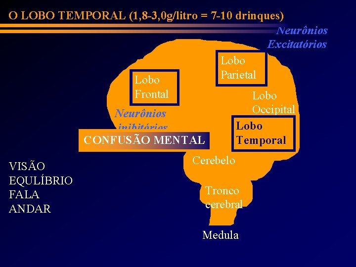 O LOBO TEMPORAL (1, 8 -3, 0 g/litro = 7 -10 drinques) Neurônios Excitatórios