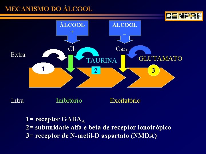 MECANISMO DO ÁLCOOL + Cl- Extra Ca 2+ TAURINA 2 1 Intra ÁLCOOL _