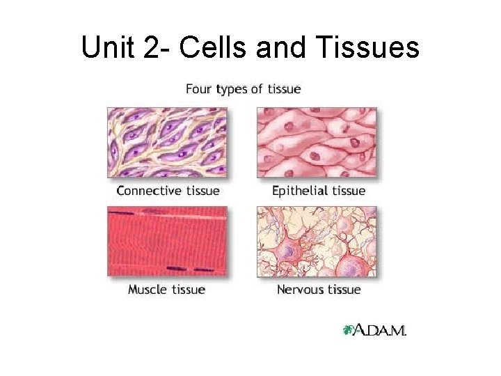 Unit 2 - Cells and Tissues 