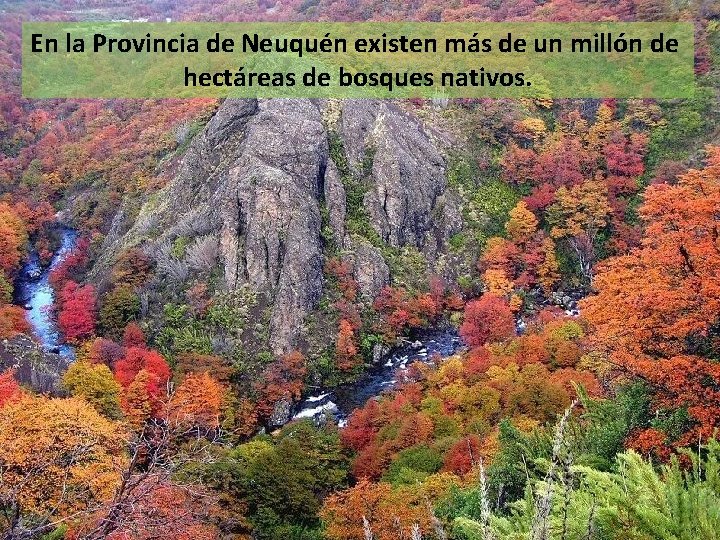 En la Provincia de Neuquén existen más de un millón de hectáreas de bosques