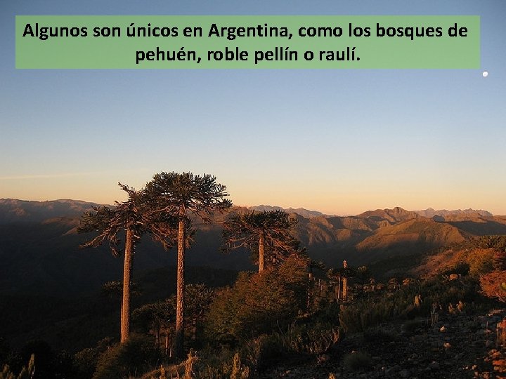 Algunos son únicos en Argentina, como los bosques de pehuén, roble pellín o raulí.