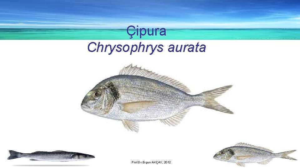 Çipura Chrysophrys aurata Prof. Dr. Ergun AKÇAY, 2012 