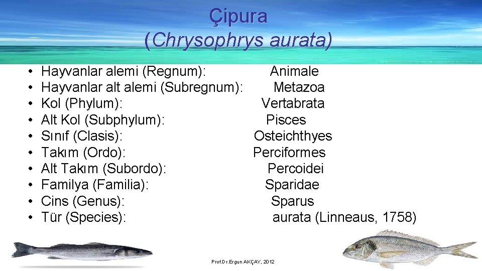 Çipura (Chrysophrys aurata) • • • Hayvanlar alemi (Regnum): Animale Hayvanlar alt alemi (Subregnum):