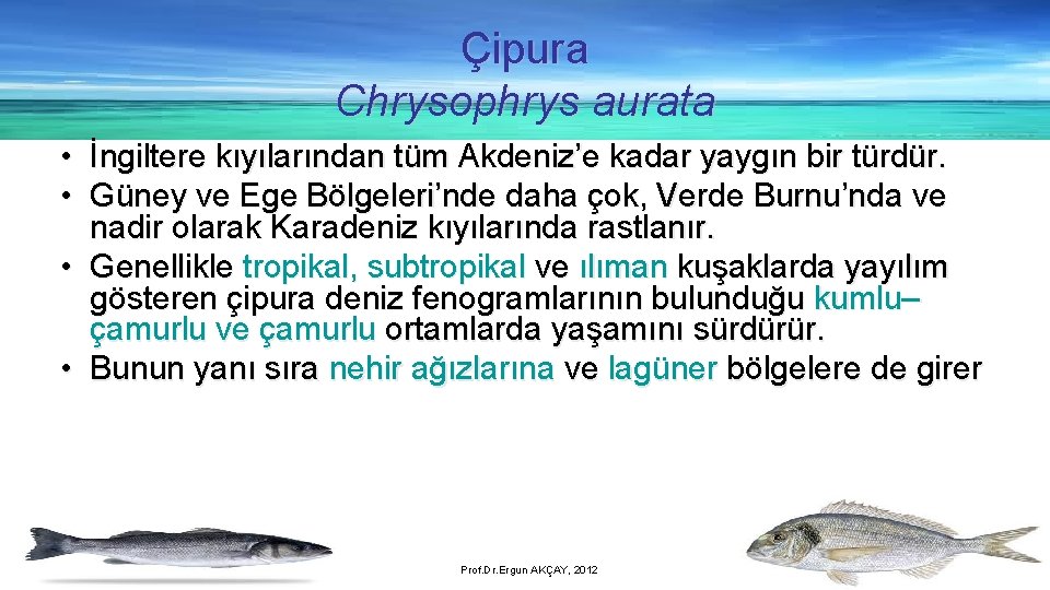 Çipura Chrysophrys aurata • İngiltere kıyılarından tüm Akdeniz’e kadar yaygın bir türdür. • Güney