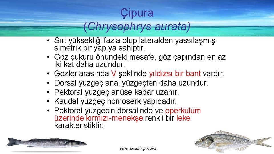 Çipura (Chrysophrys aurata) • Sırt yüksekliği fazla olup lateralden yassılaşmış simetrik bir yapıya sahiptir.