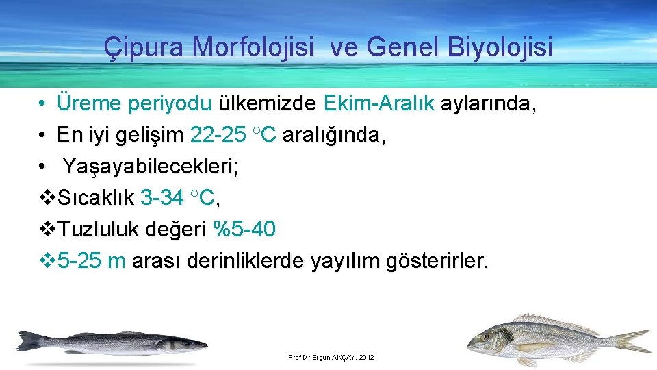 Çipura Morfolojisi ve Genel Biyolojisi • Üreme periyodu ülkemizde Ekim-Aralık aylarında, • En iyi