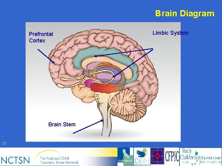 Brain Diagram Prefrontal Cortex Brain Stem 21 Limbic System 