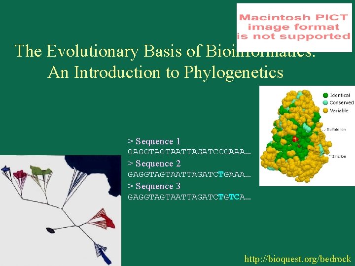The Evolutionary Basis of Bioinformatics: An Introduction to Phylogenetics > Sequence 1 GAGGTAGTAATTAGATCCGAAA… >