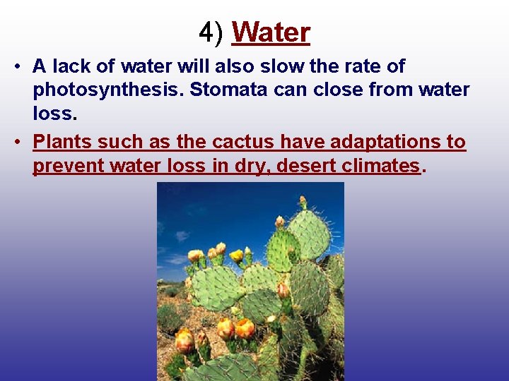 4) Water • A lack of water will also slow the rate of photosynthesis.