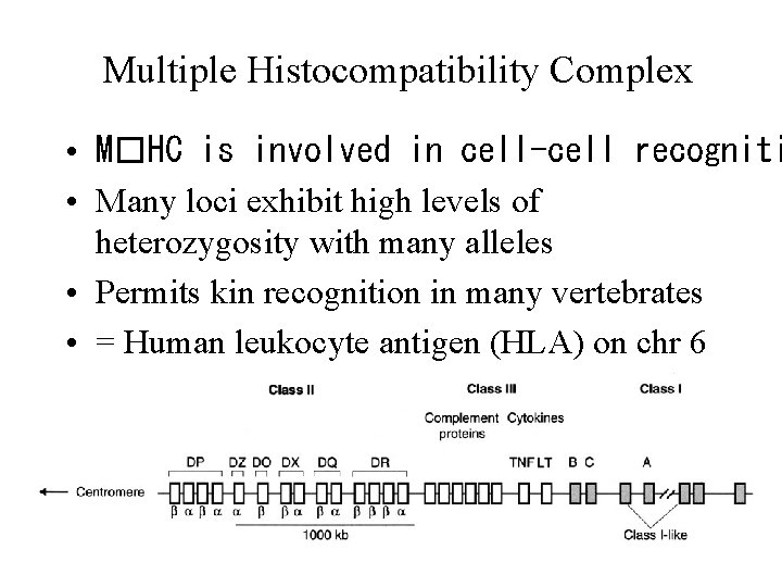Multiple Histocompatibility Complex • M�HC is involved in cell-cell recogniti • Many loci exhibit