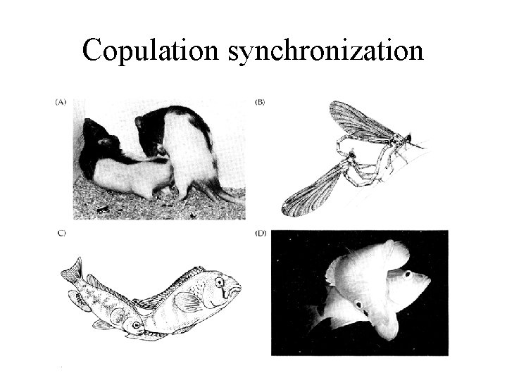 Copulation synchronization 
