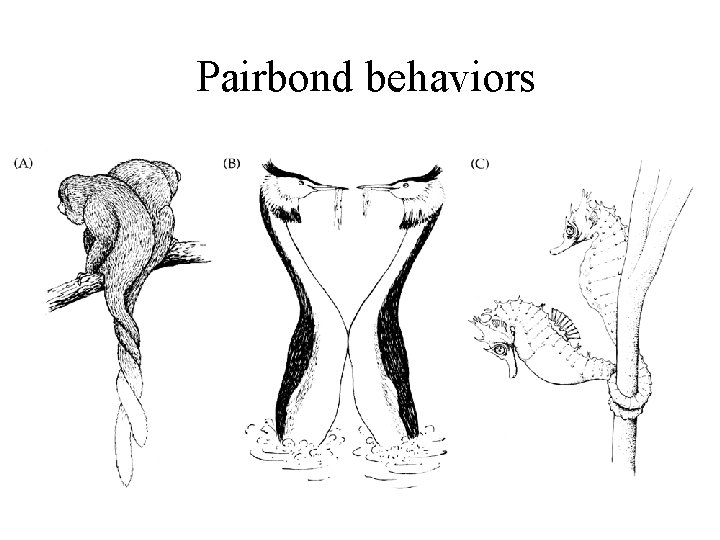 Pairbond behaviors 