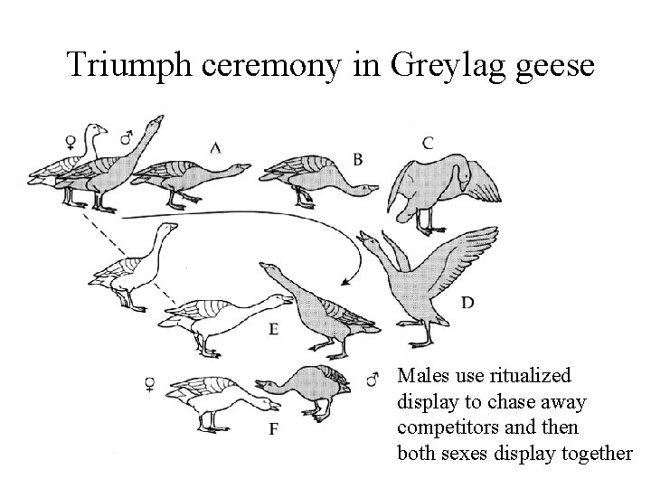 Triumph ceremony in Greylag geese Males use ritualized display to chase away competitors and