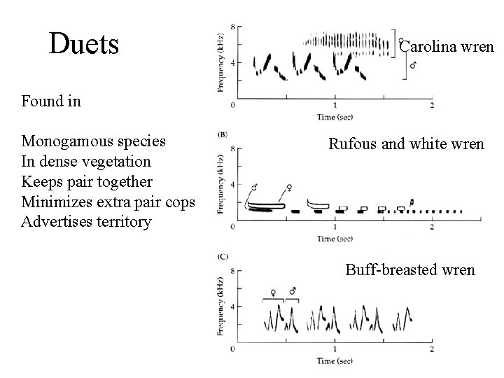 Duets Carolina wren Found in Monogamous species In dense vegetation Keeps pair together Minimizes