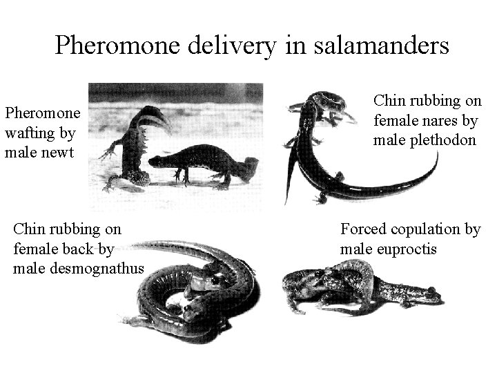 Pheromone delivery in salamanders Pheromone wafting by male newt Chin rubbing on female back