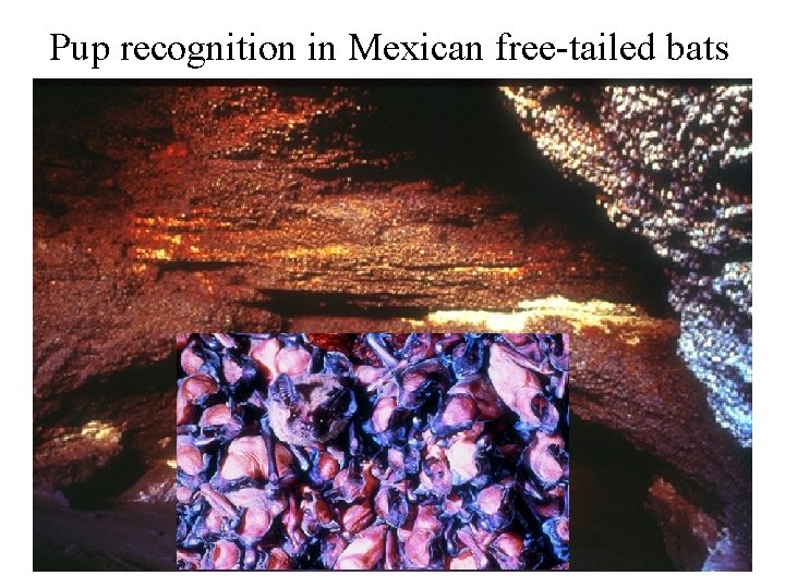 Pup recognition in Mexican free-tailed bats 