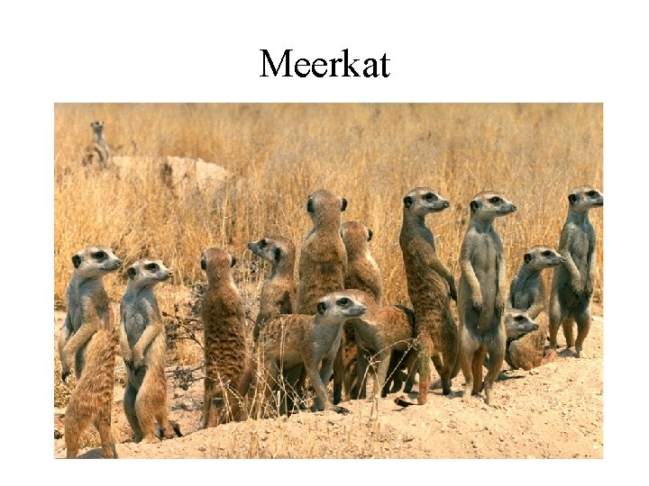 Meerkat 