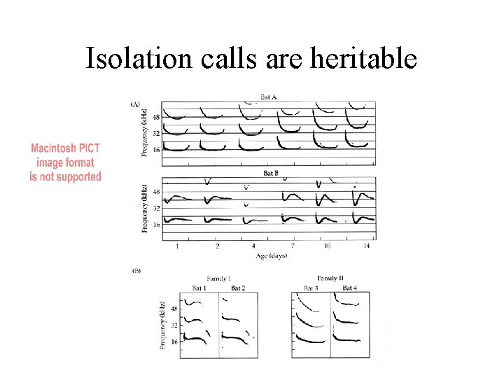 Isolation calls are heritable 