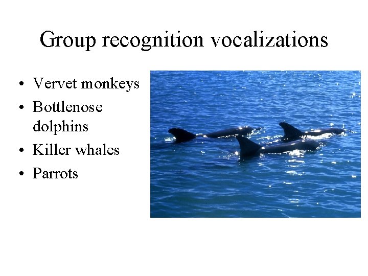 Group recognition vocalizations • Vervet monkeys • Bottlenose dolphins • Killer whales • Parrots