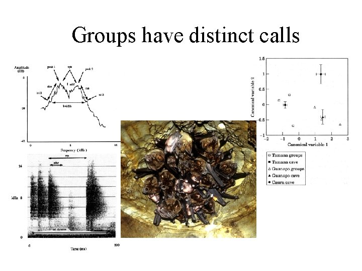 Groups have distinct calls 