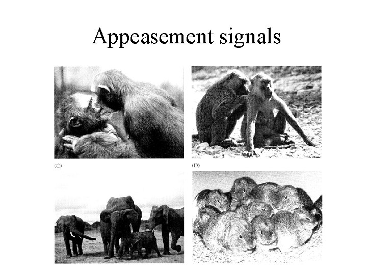 Appeasement signals 