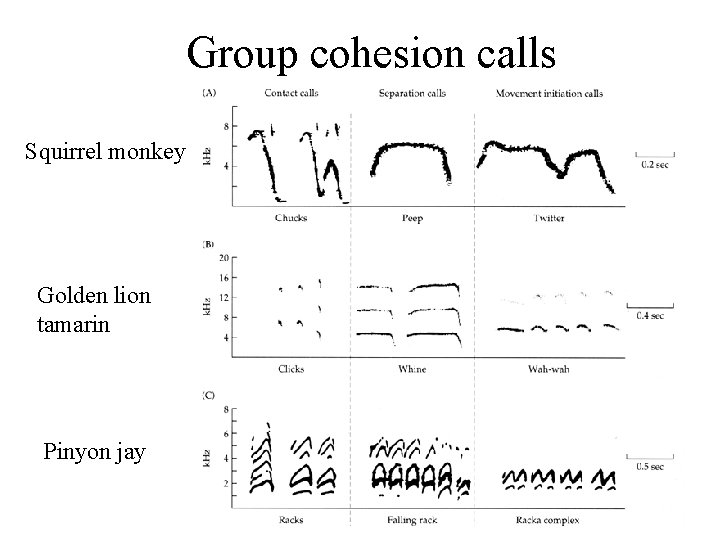 Group cohesion calls Squirrel monkey Golden lion tamarin Pinyon jay 