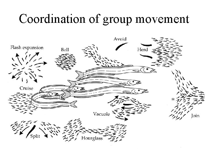 Coordination of group movement 