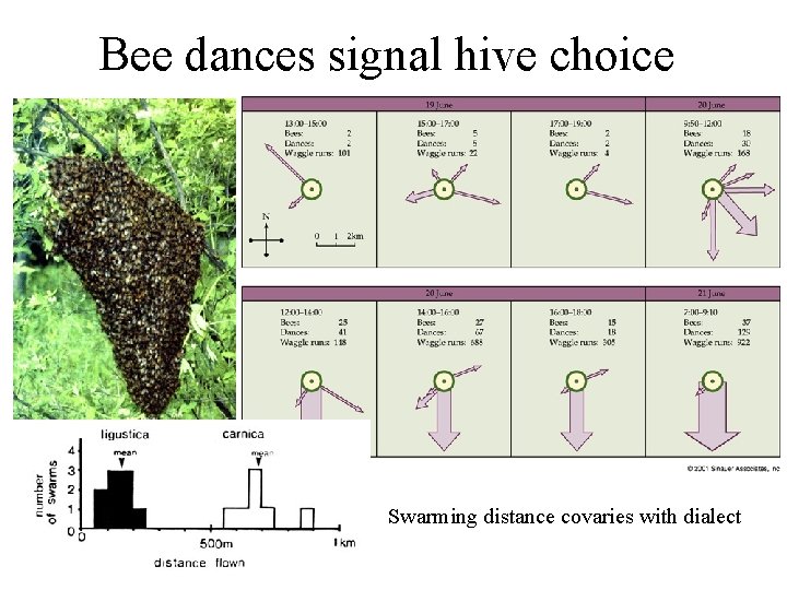 Bee dances signal hive choice Swarming distance covaries with dialect 
