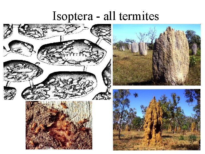 Isoptera - all termites 
