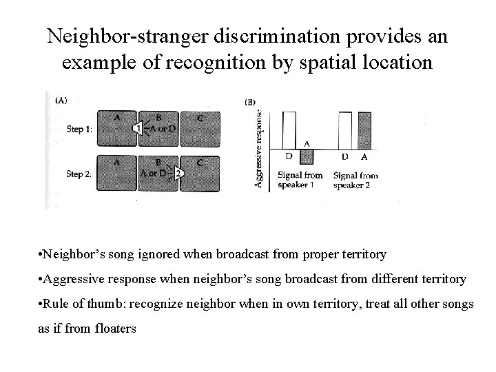Neighbor-stranger discrimination provides an example of recognition by spatial location • Neighbor’s song ignored