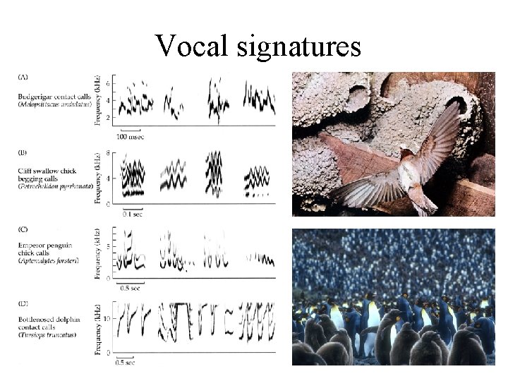 Vocal signatures 