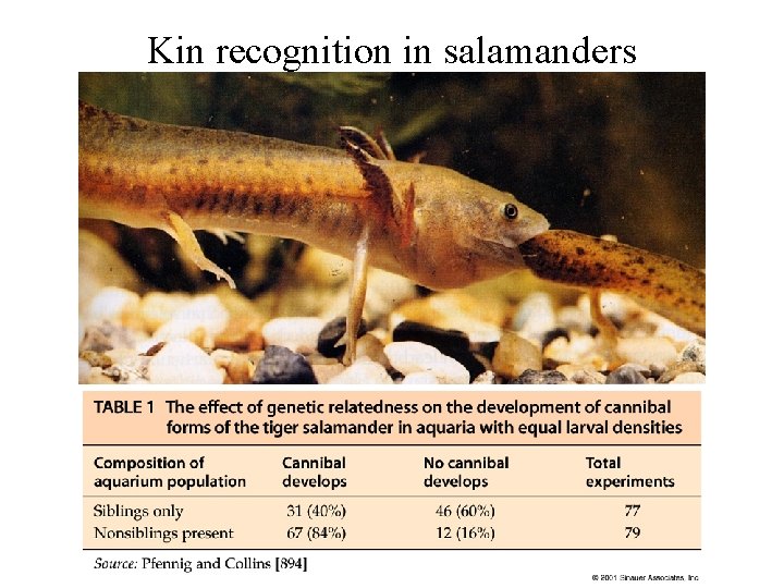 Kin recognition in salamanders 