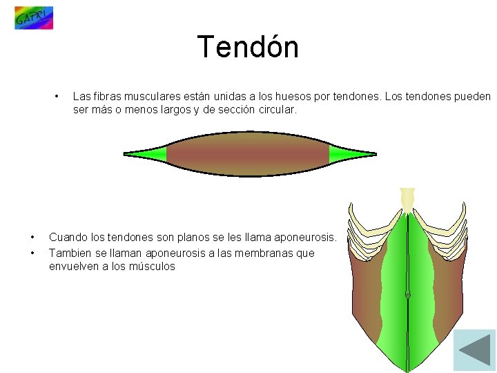 Tendón • • • Las fibras musculares están unidas a los huesos por tendones.