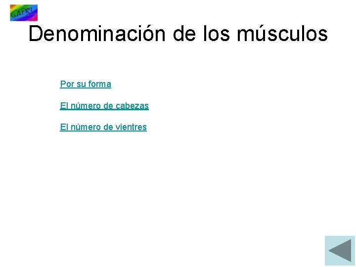 Denominación de los músculos Por su forma El número de cabezas El número de