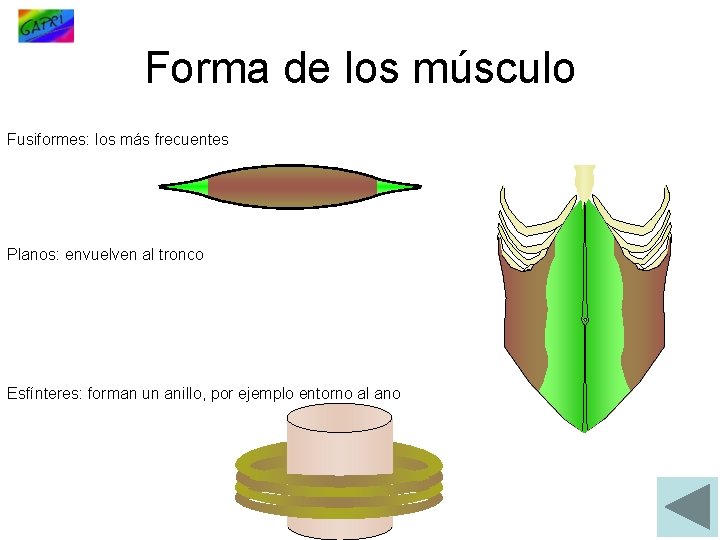 Forma de los músculo Fusiformes: los más frecuentes Planos: envuelven al tronco Esfínteres: forman