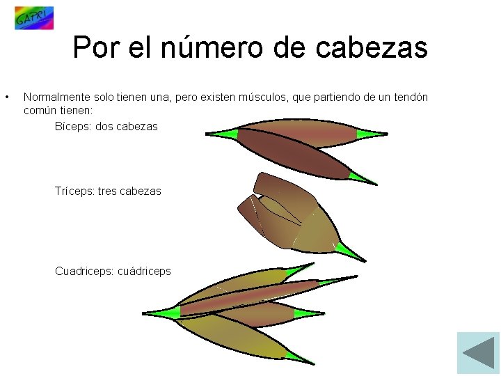 Por el número de cabezas • Normalmente solo tienen una, pero existen músculos, que