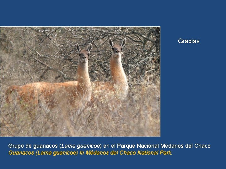 Gracias La estrategia estará disponible en www. seam. gov. py Grupo de guanacos (Lama