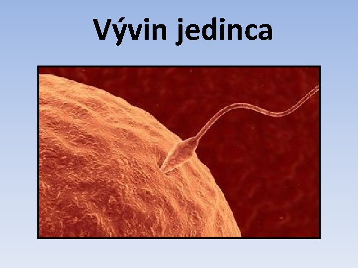 Vývin jedinca 