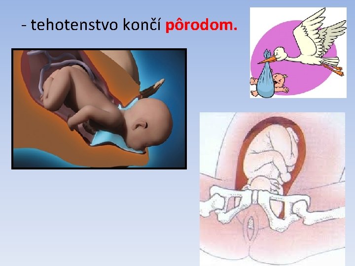 - tehotenstvo končí pôrodom. 