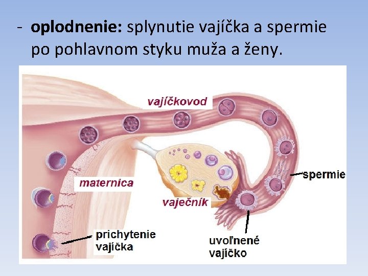 - oplodnenie: splynutie vajíčka a spermie po pohlavnom styku muža a ženy. 