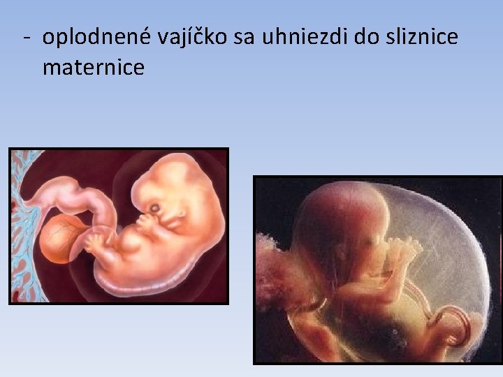 - oplodnené vajíčko sa uhniezdi do sliznice maternice 