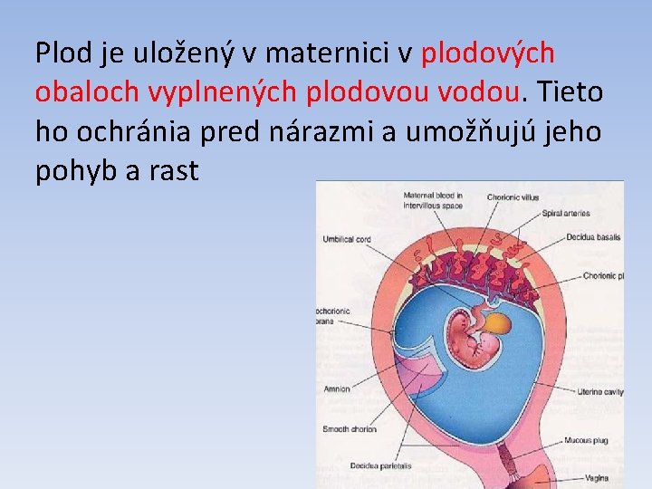 Plod je uložený v maternici v plodových obaloch vyplnených plodovou vodou. Tieto ho ochránia